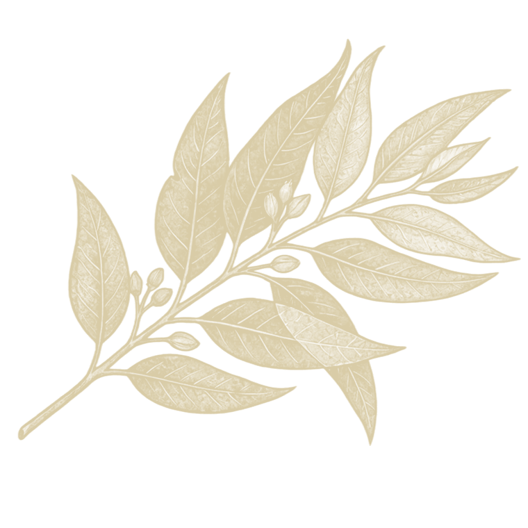 Ilustración de coriandro