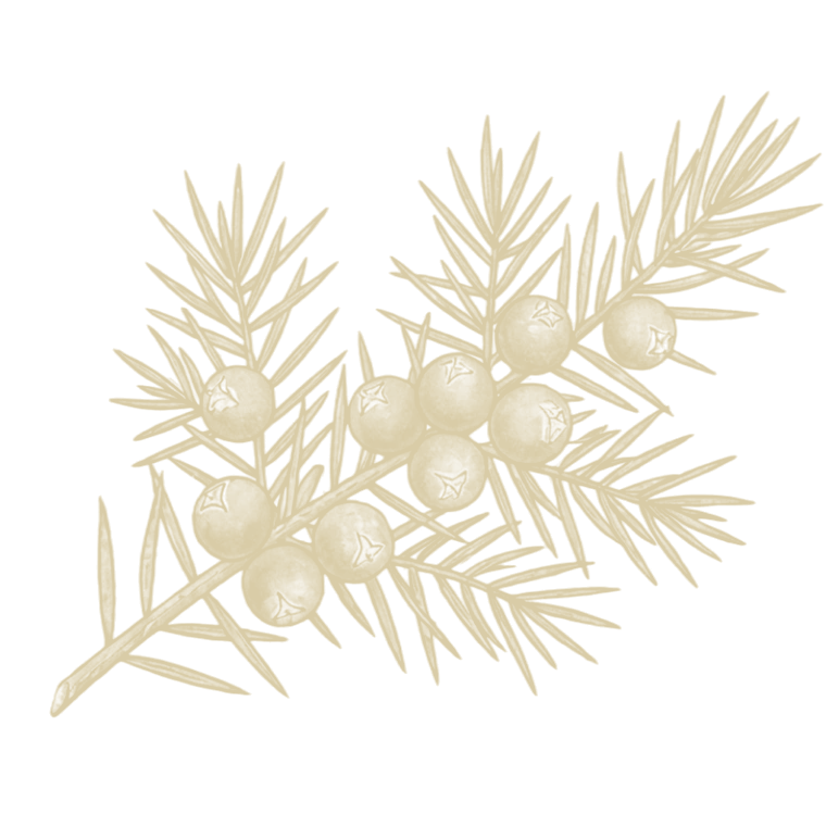 Ilustración de enebro patagónico