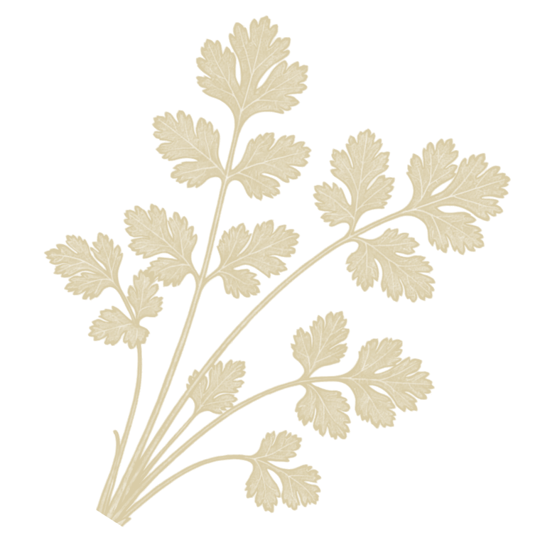 Ilustración de eucalipto