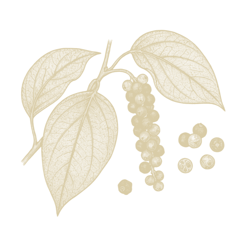 Ilustración de pimienta negra